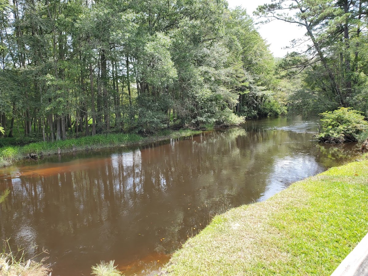 Lumber River State Park Chalk Banks