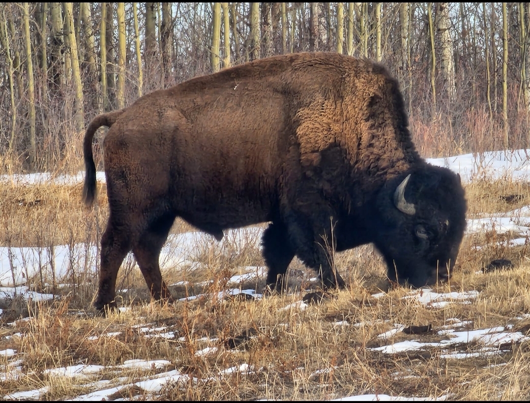 Elk Island National Park