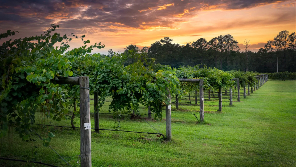 Cypress Bend Vineyards Inc
