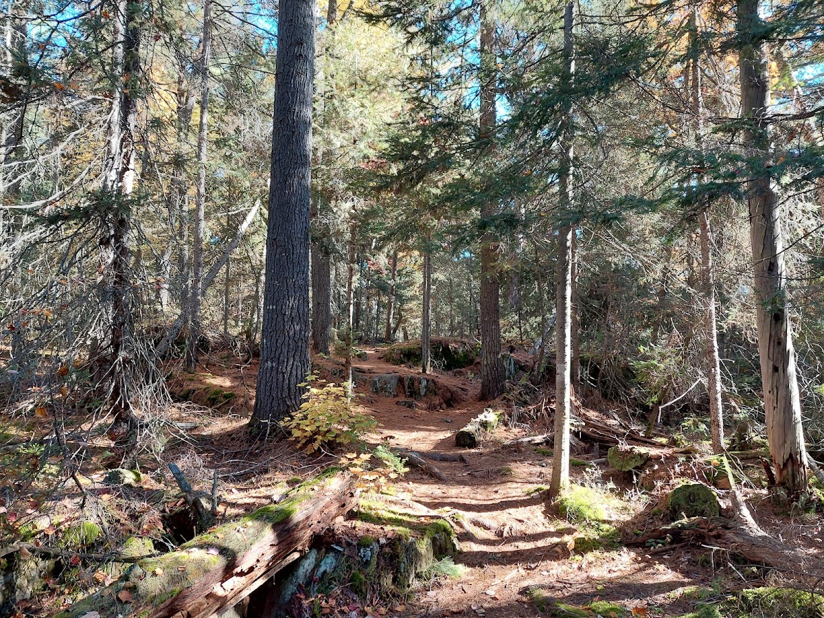 White Bear Forest