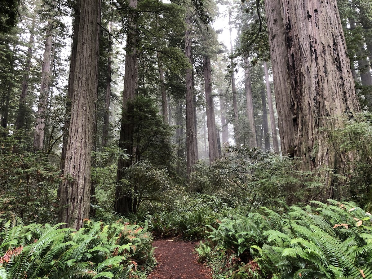 Lady Bird Johnson Grove Trail
