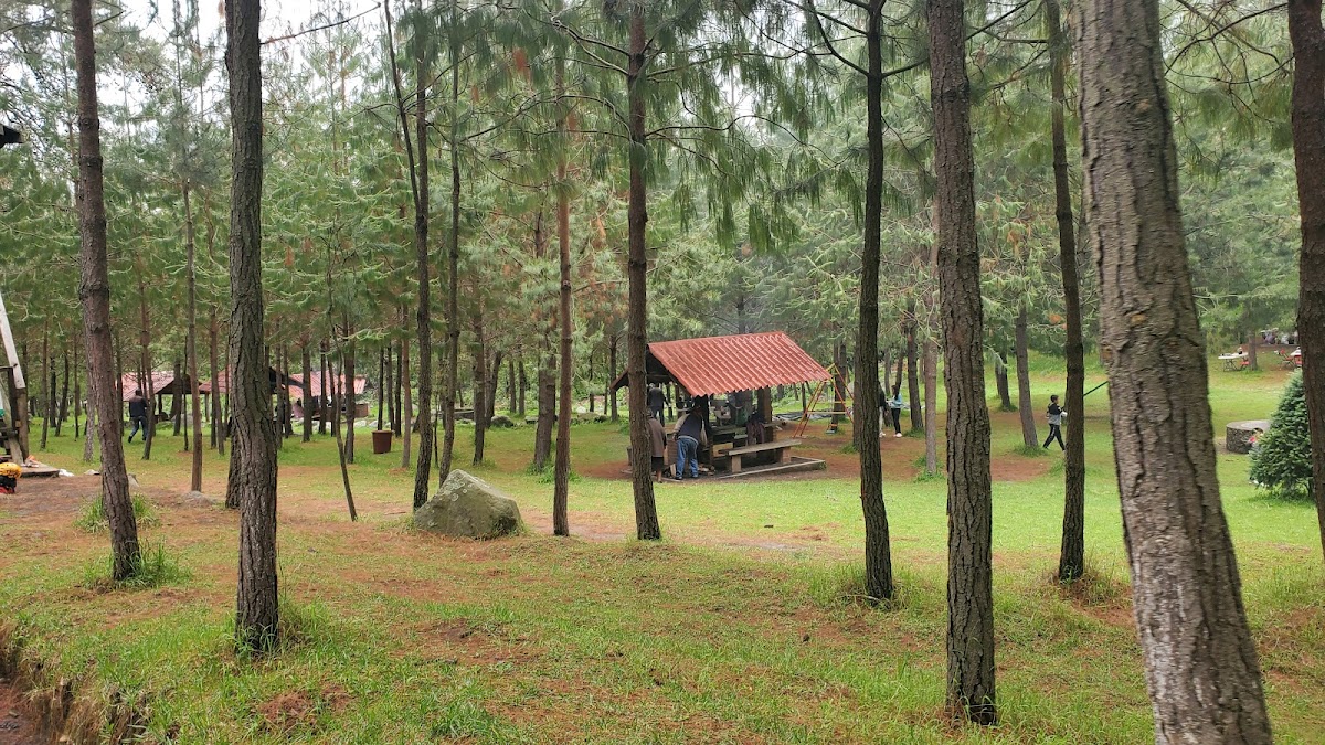 Bosque Esmeralda