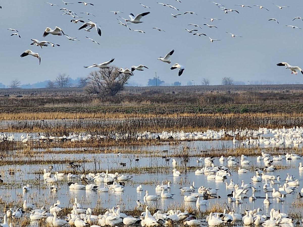 Merced National Wildlife Refuge
