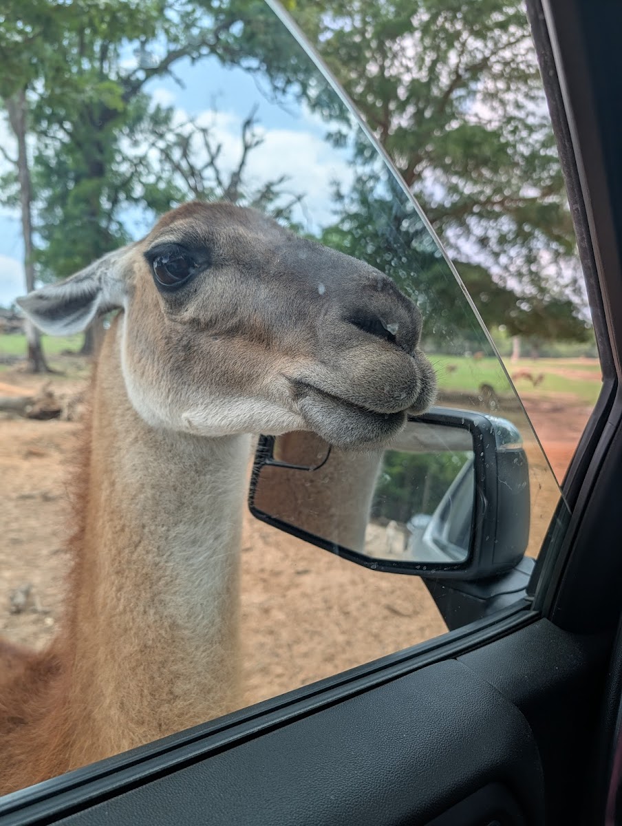 Franklin Drive Thru Safari