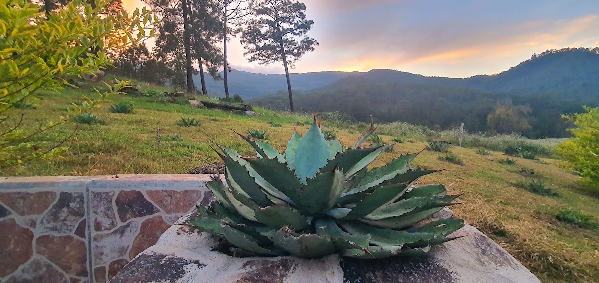 Ruta de la Raicilla SAN GREGORIO