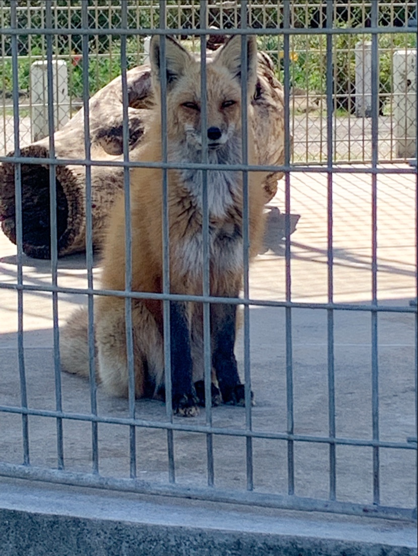 Utility Park & Zoo