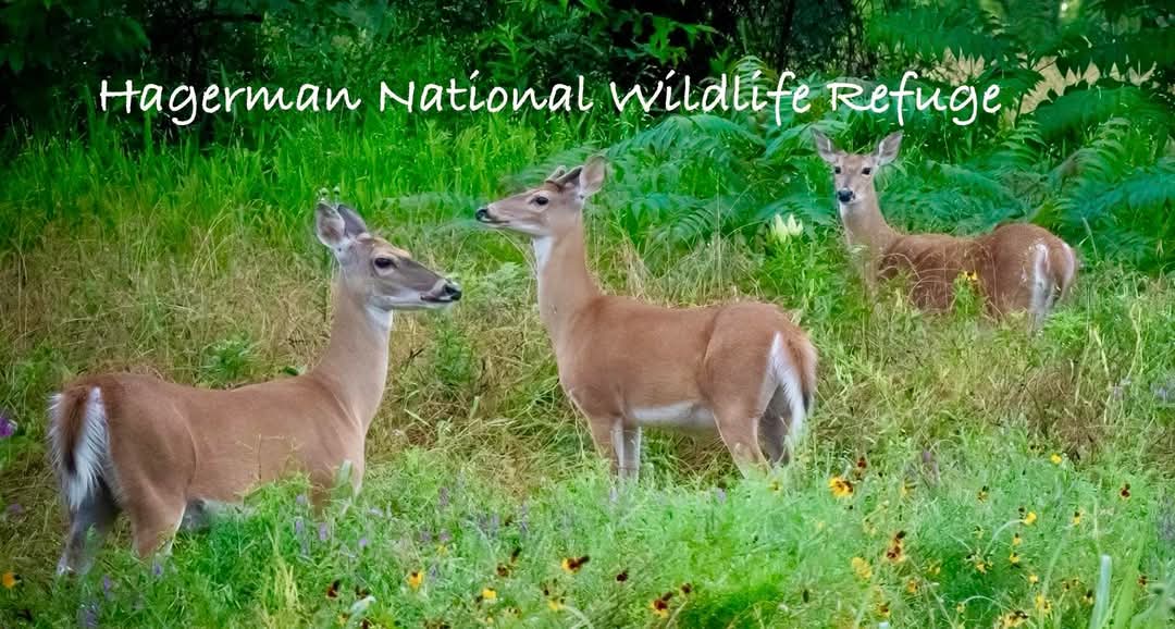 Hagerman National Wildlife Refuge