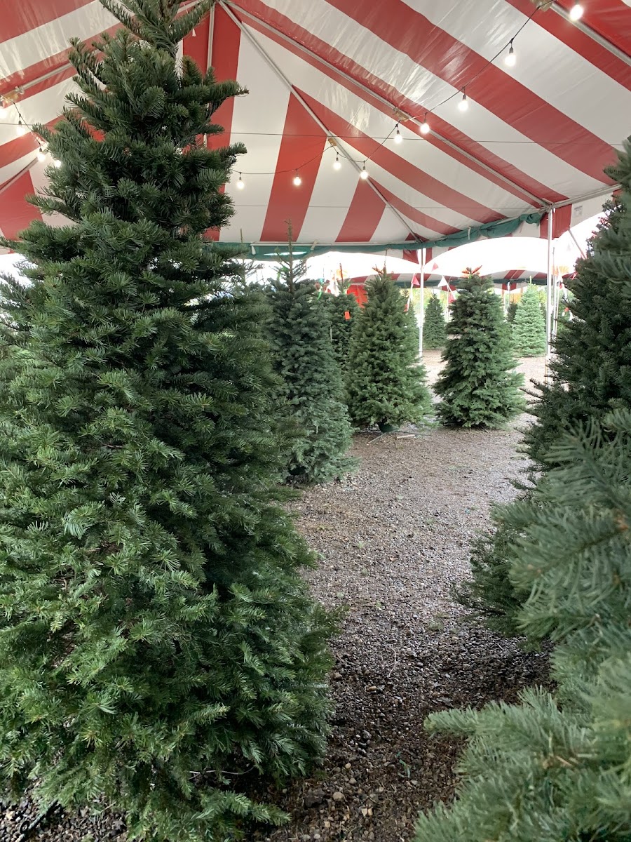 Santa’s Garden photo 2