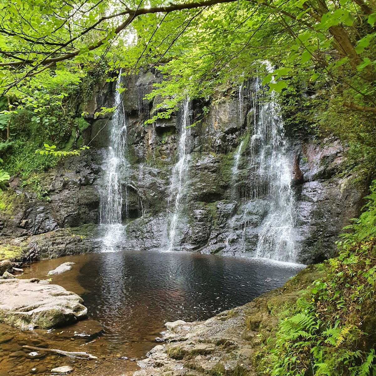 Glenariff Forest