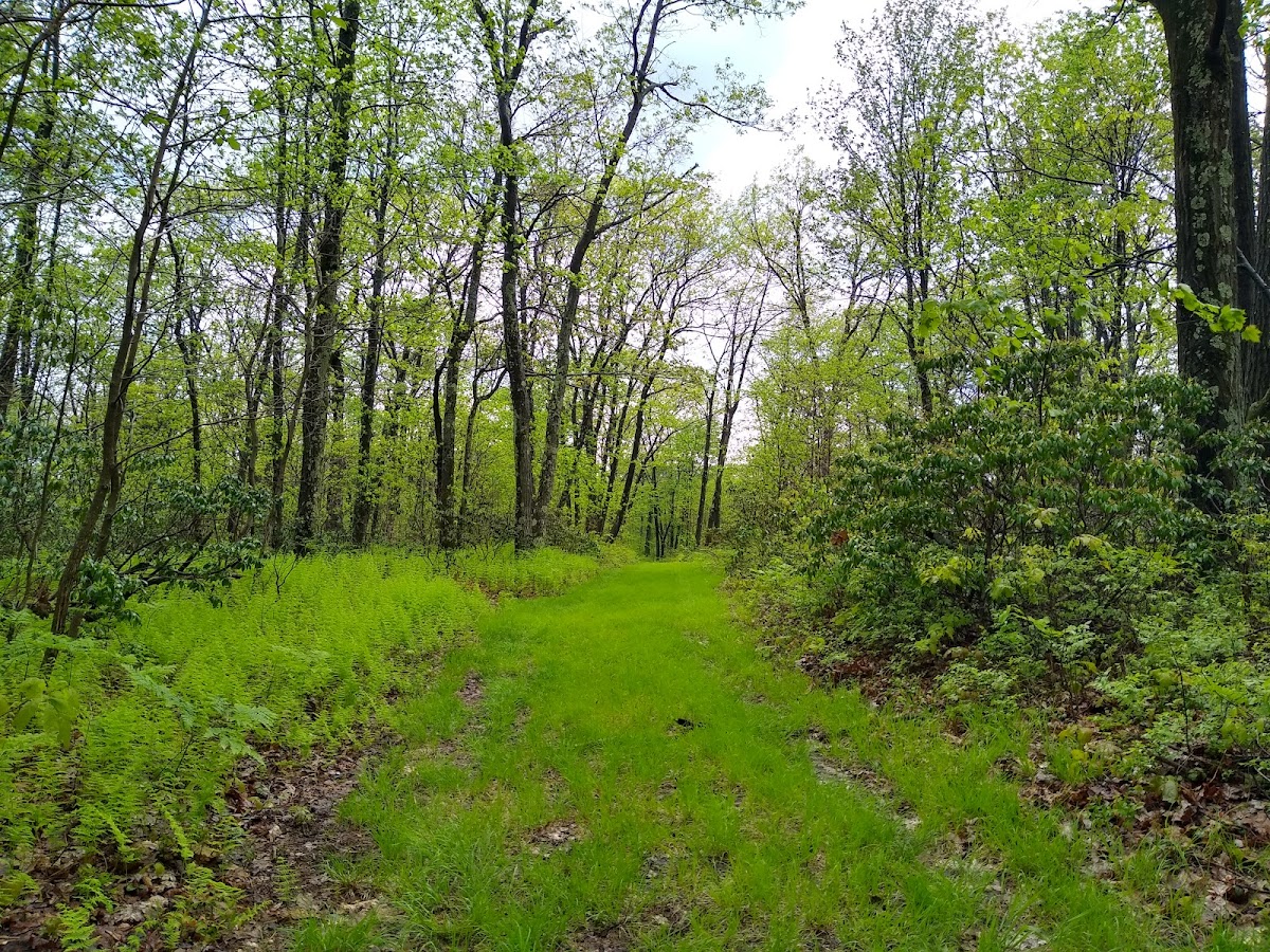 Moshannon State Forest