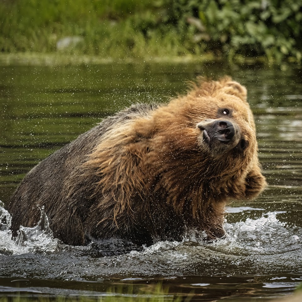 Fortress of the Bear