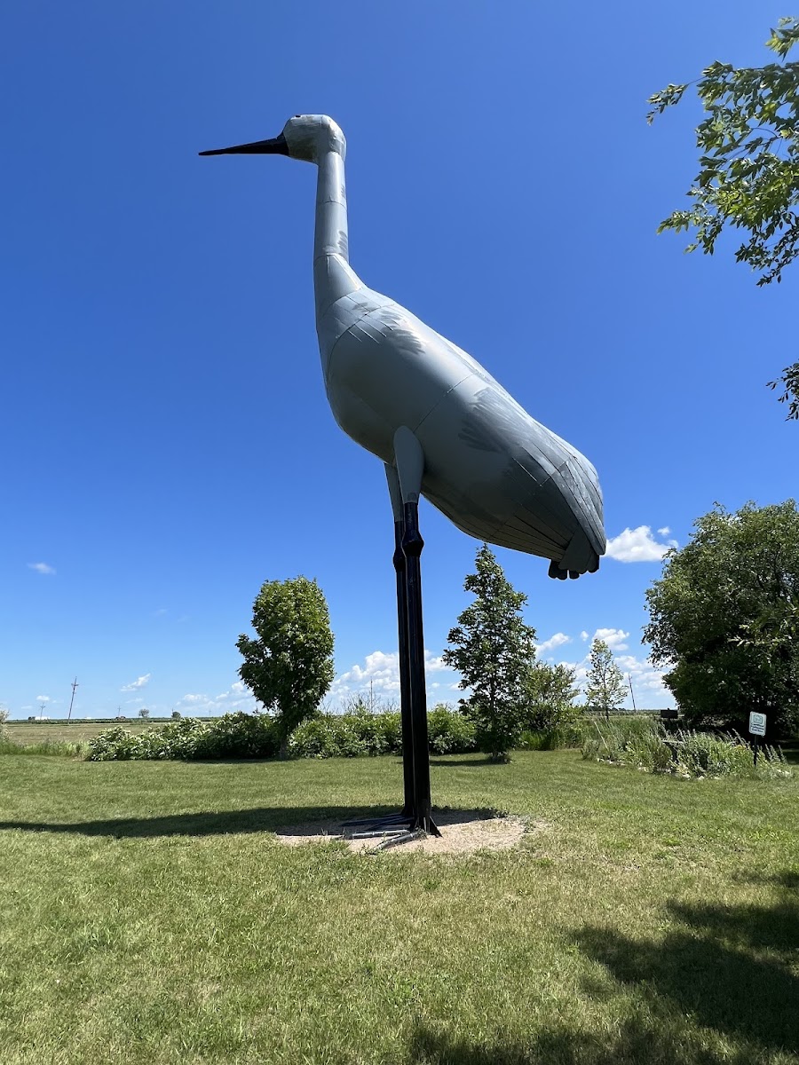 Sandy - The World's Largest Sandhill Crane
