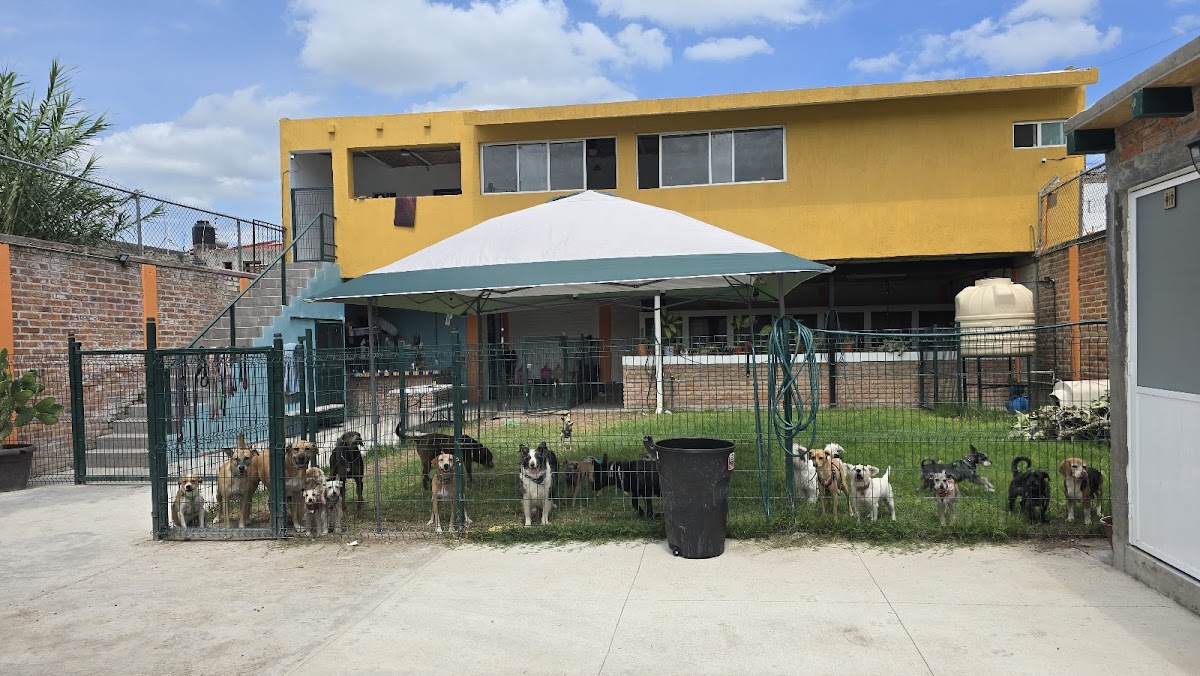 Paradas Continuas Pet Hotel