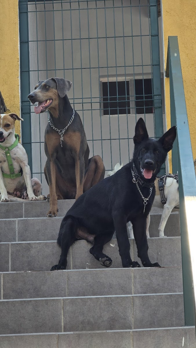 Paradas Continuas Pet Hotel photo 2
