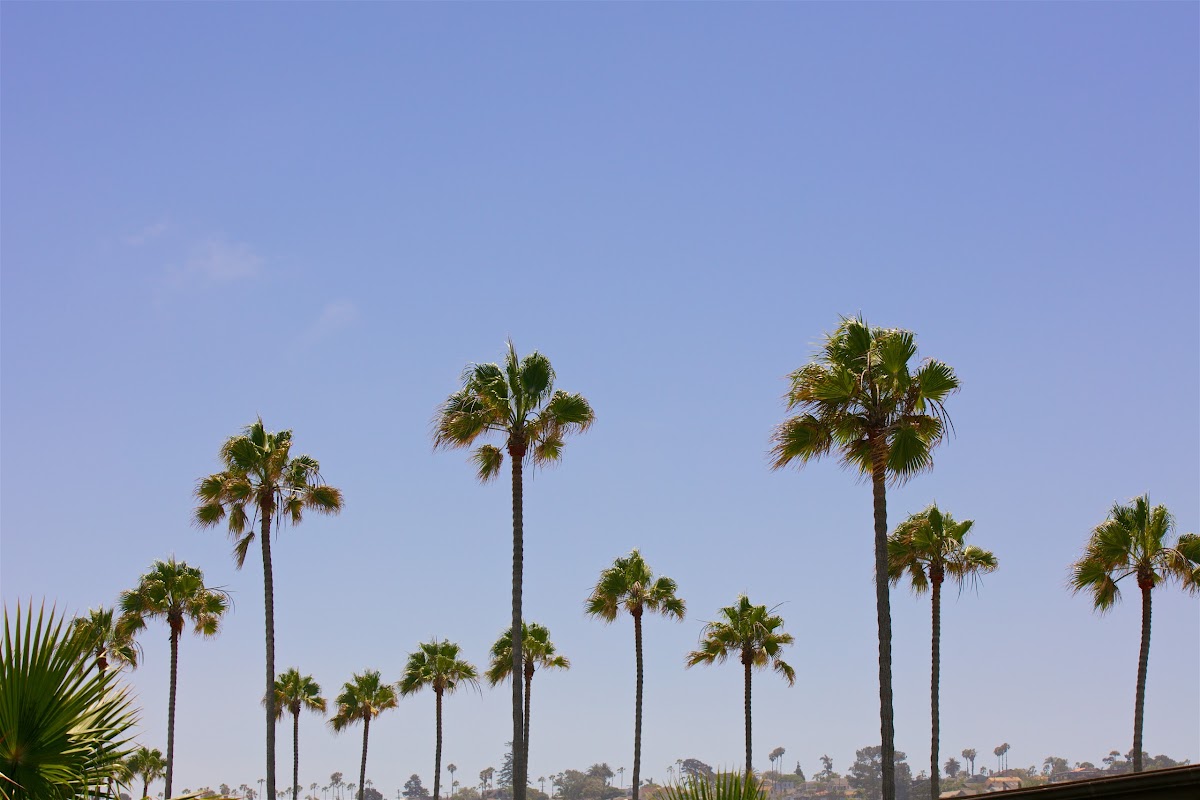 Ocean Beach Hotel photo 2