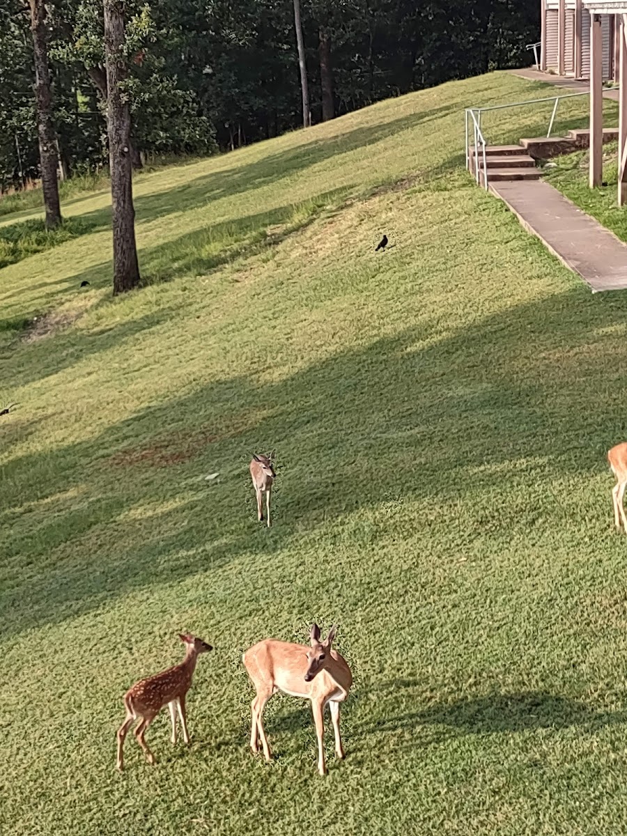 Beavers Bend Lodge photo 2