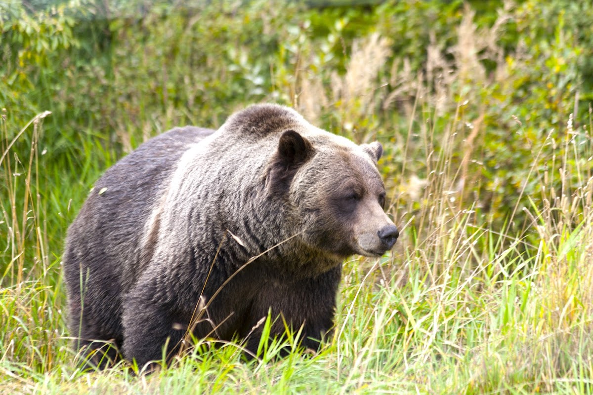 Grizzly Bear Interpretive Centre