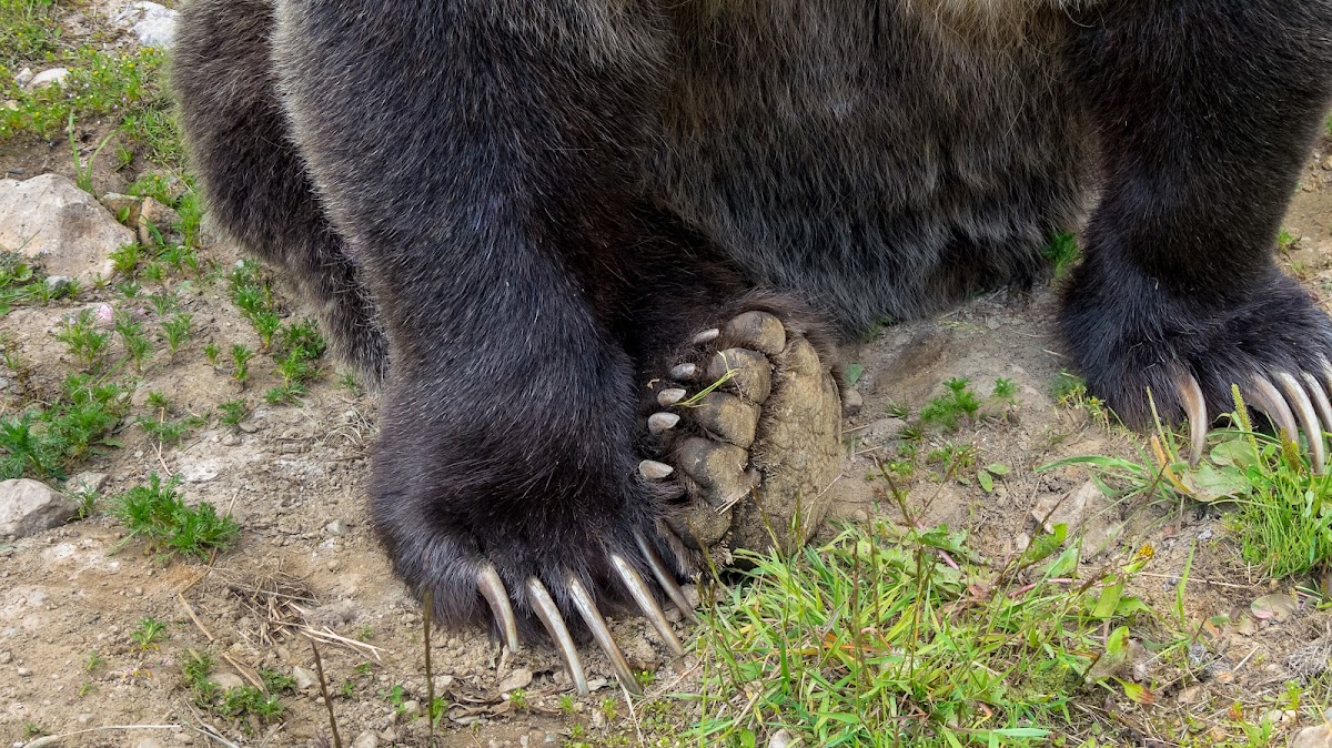 Grizzly Bear Interpretive Centre photo 2