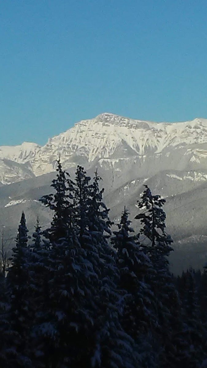 Grizzly Bear Interpretive Centre photo 3