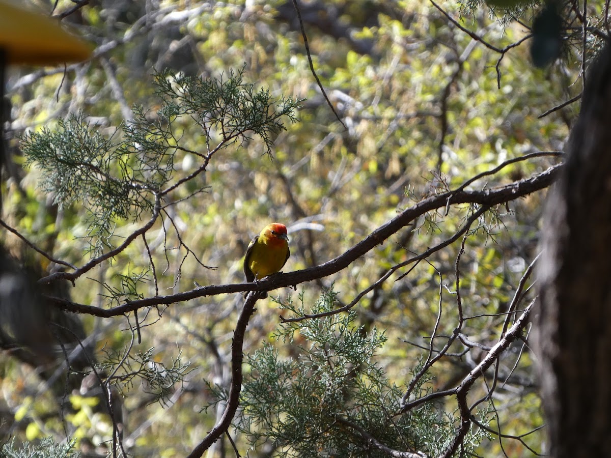 Ramsey Canyon Cabins & Bird Sanctuary photo 3