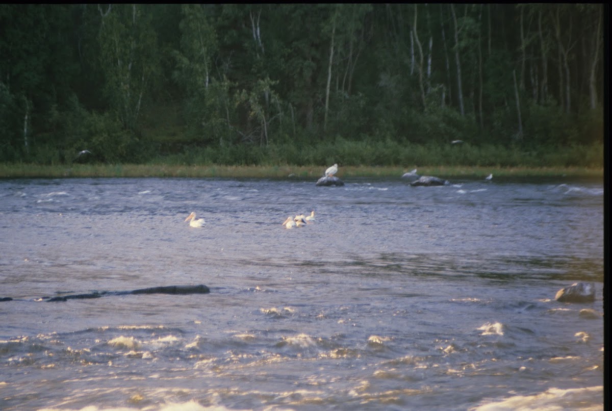 Black Bear Island Lodge photo 3
