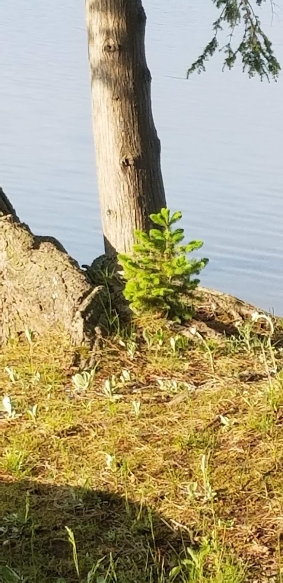 Jewell Lake Resort photo 3