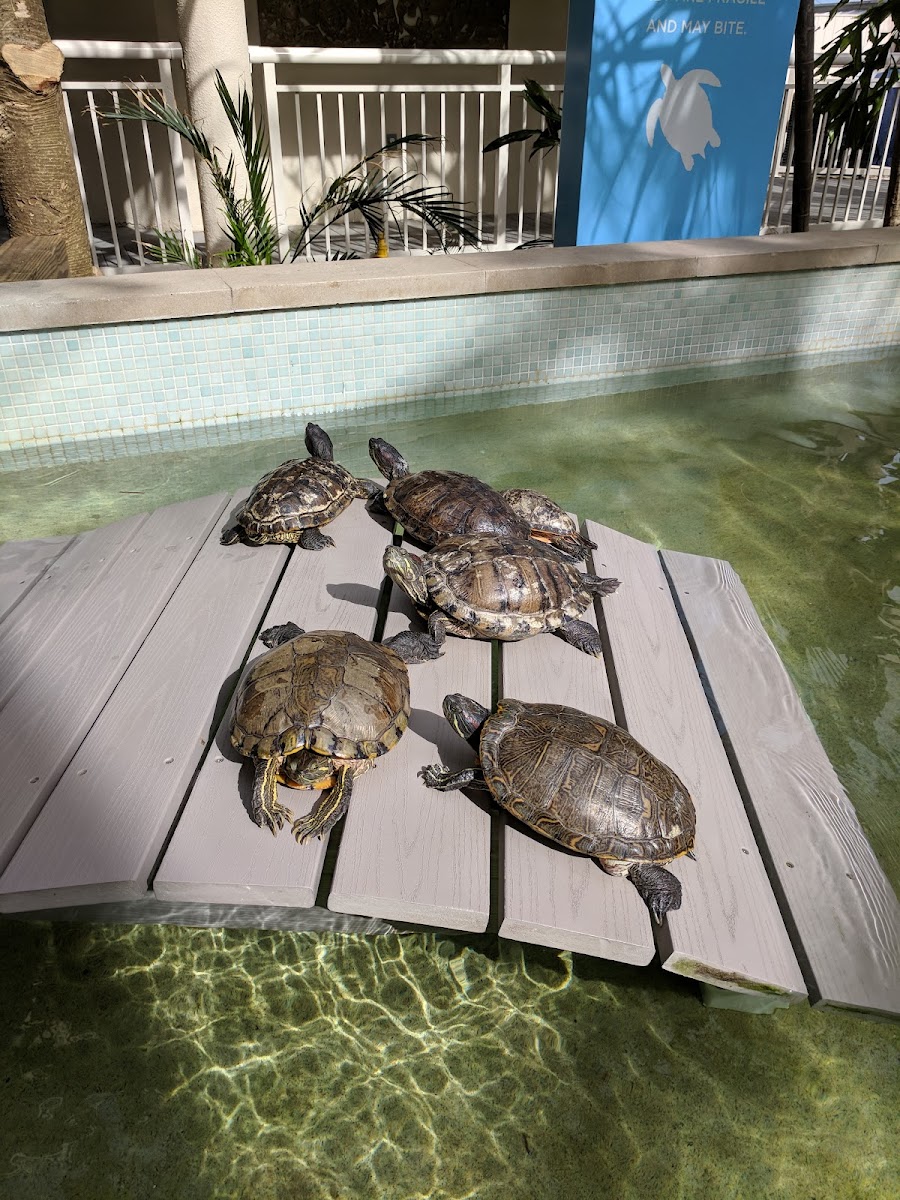 Hyatt Centric Key West Resort & Spa photo 3