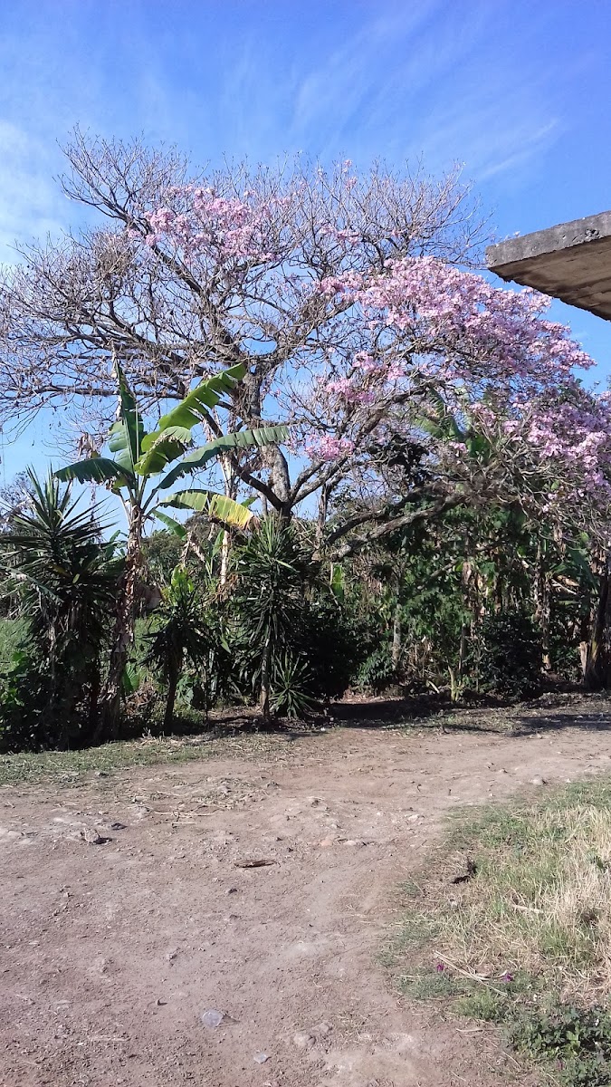Hotel La Laguna photo 2