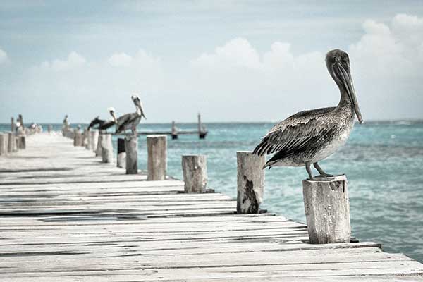 White Sands Beach Resort - Anna Maria Island photo 3