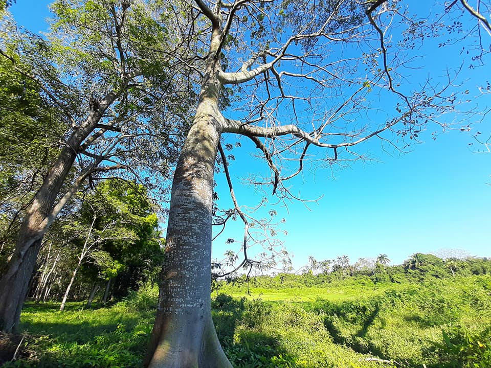 UMA Bioparque Saraguatos