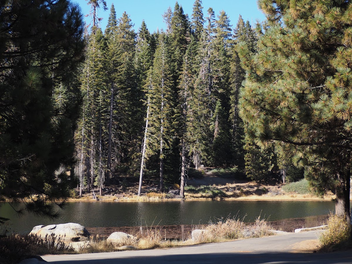 Montecito Sequoia Lodge photo 3