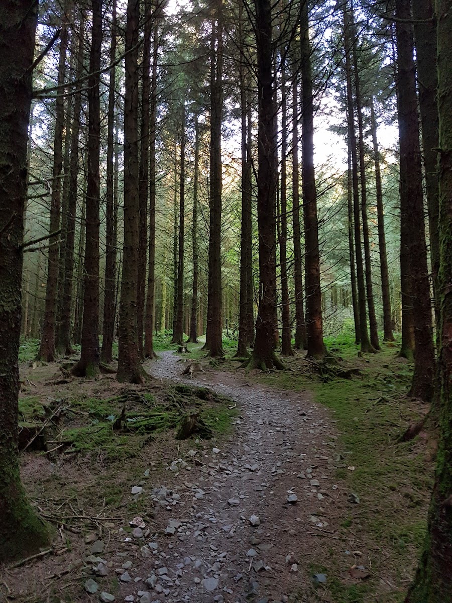 Brechfa Forest