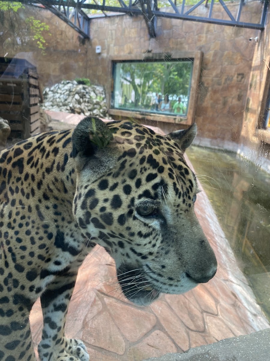 Carmen Municipal Zoo