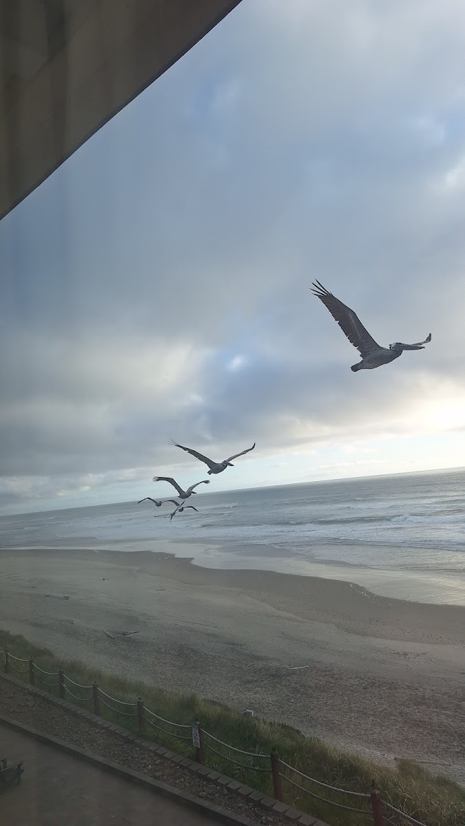 Sailor Jack's Oceanfront Inn photo 2