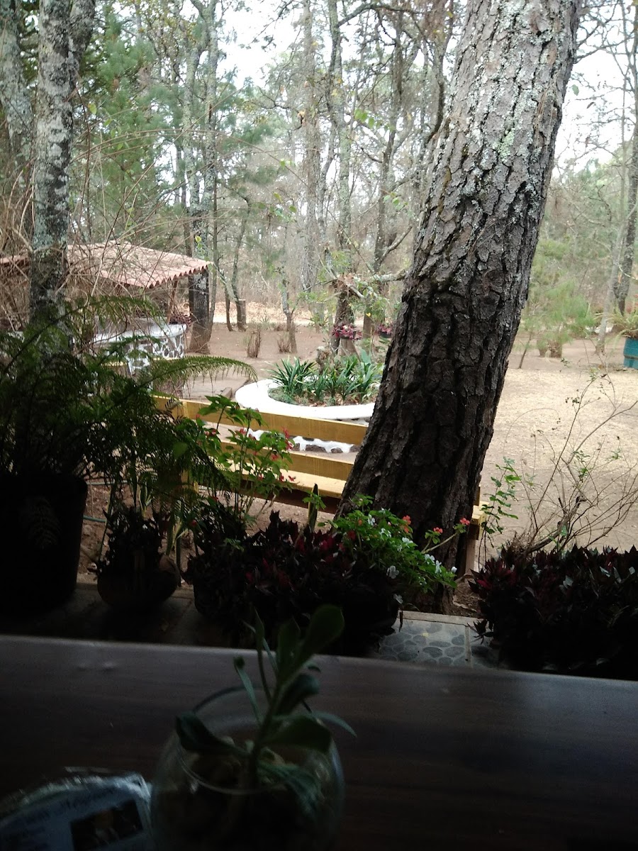 LOS AGAPANDOS TAPALPA photo 3