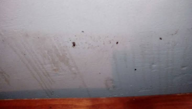 Tice Motel photo 3