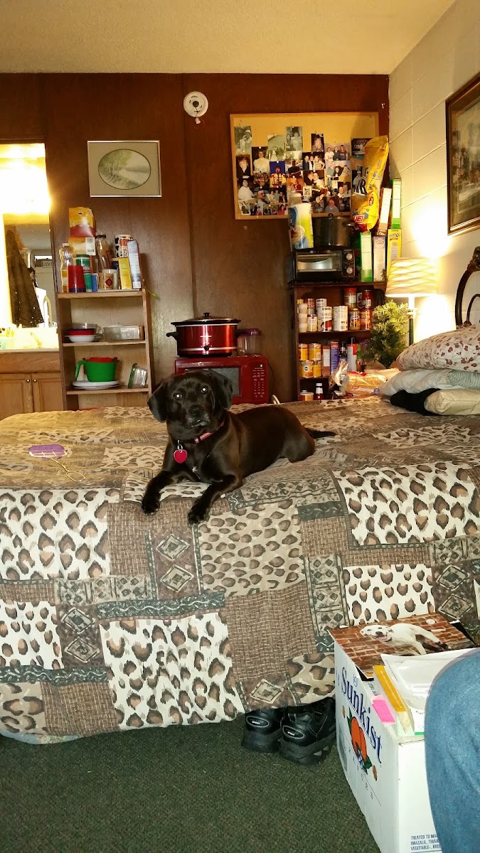 Taneycomo Motor Lodge photo 3