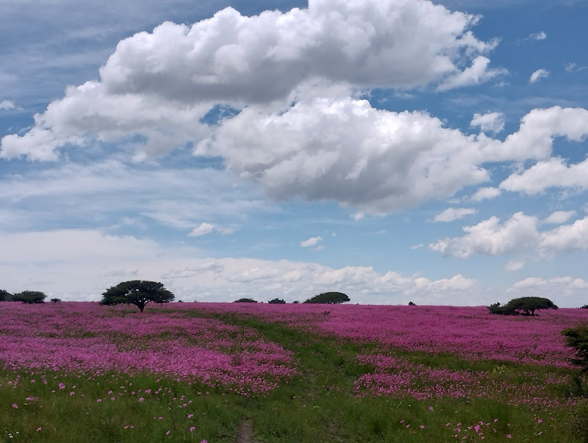 Cerro de la Ahumada / Área Protegida