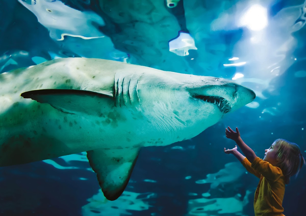 Aquarium of Cattolica