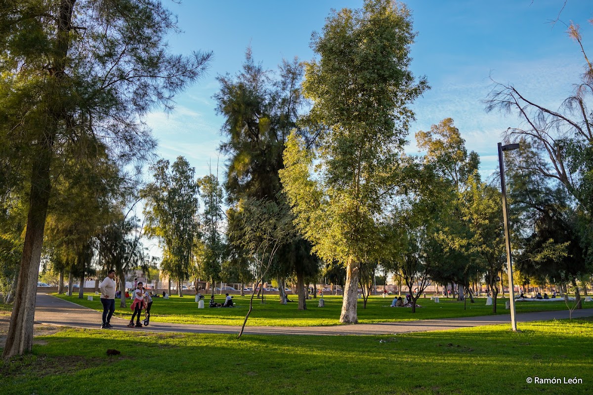 City Forest