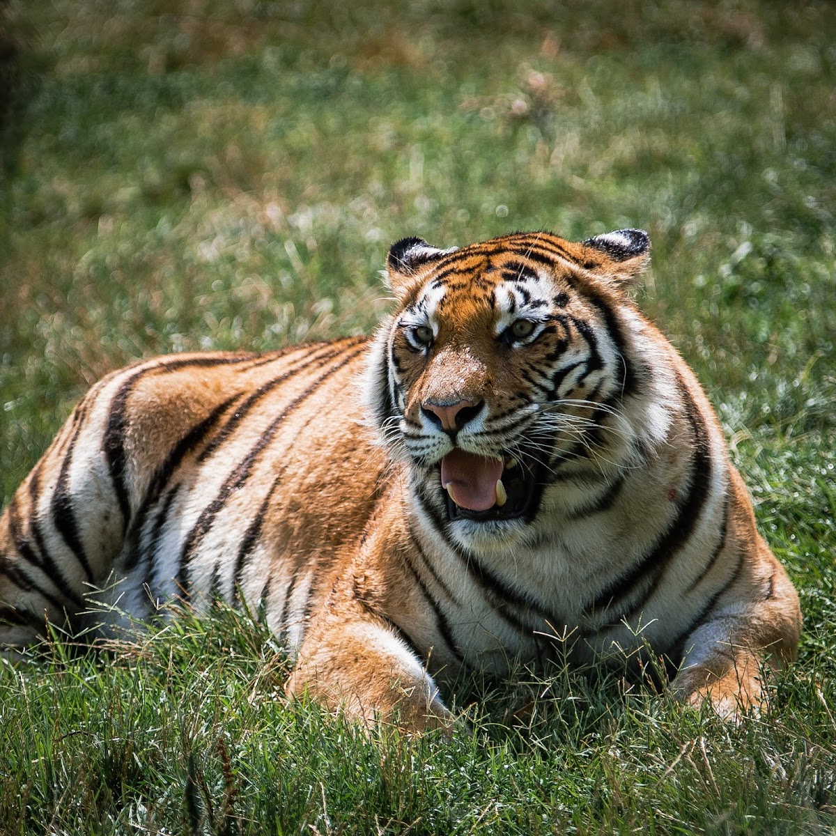 Zoosafari Fasanolandia