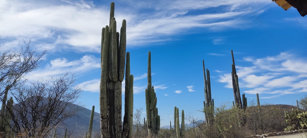 Helia Bravo Hollis Botanical Garden