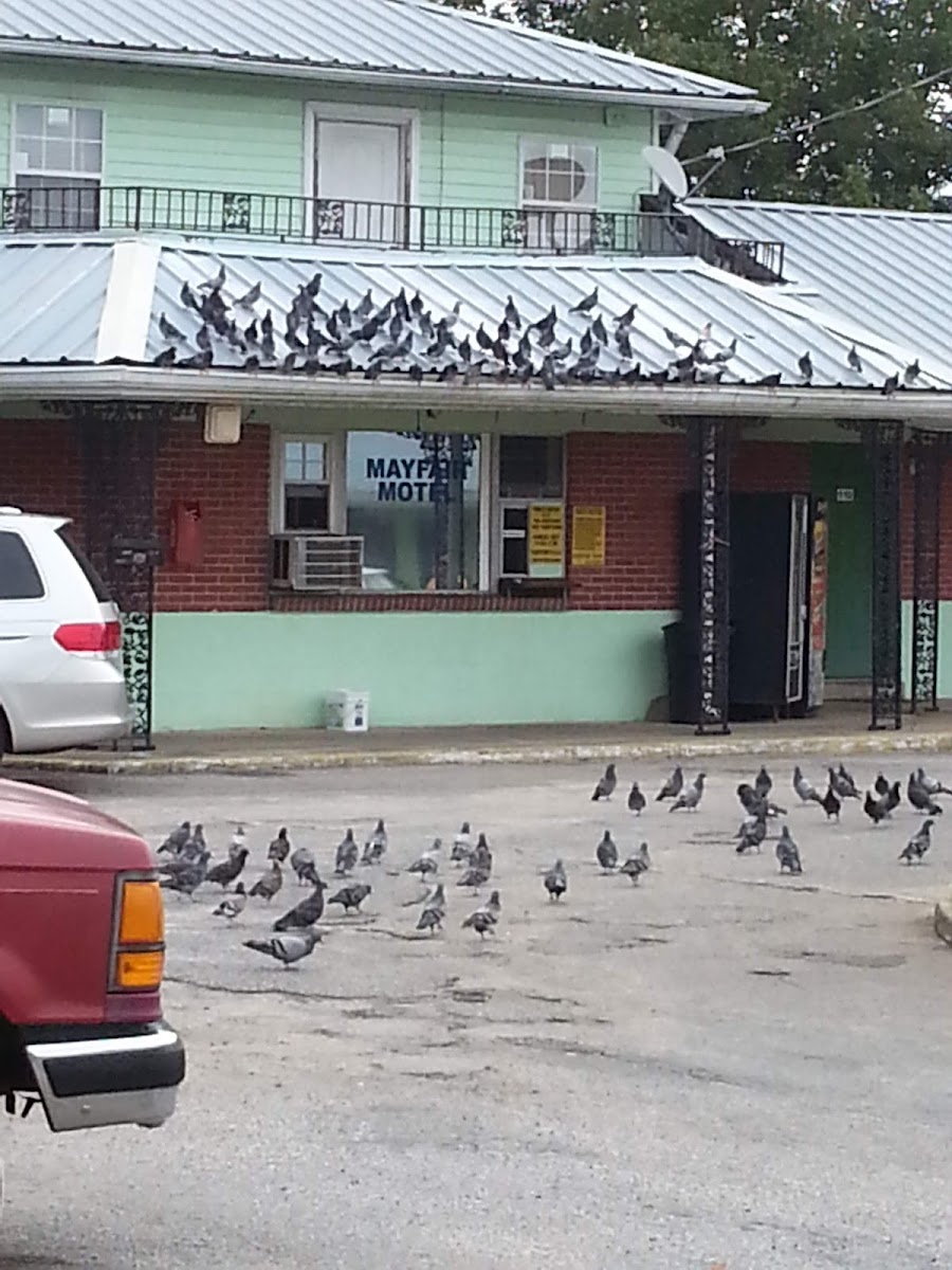 Mayfair Motel photo 2