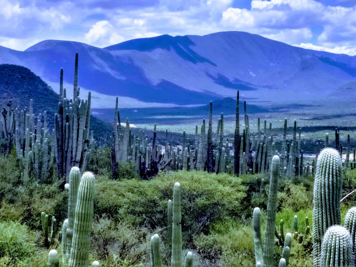 zapotitlan salinas Botanical Garden