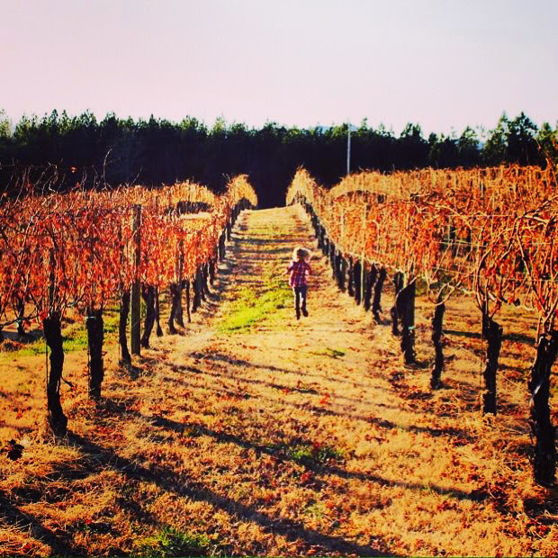 Overmountain Vineyards
