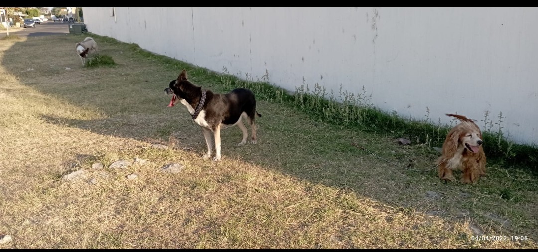 ESTANCIA CANINA SHAILO'S photo 2
