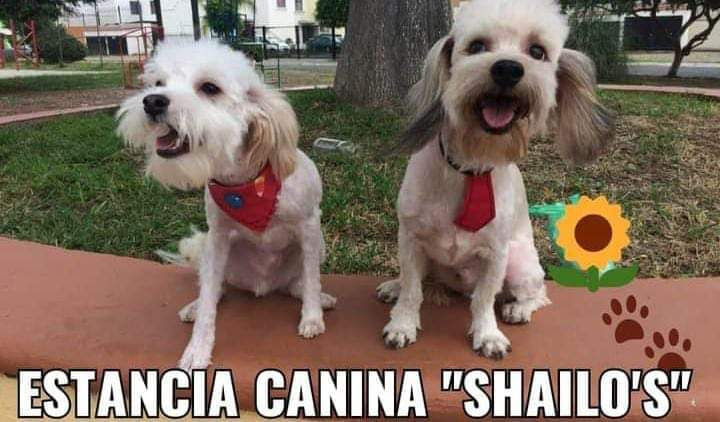 ESTANCIA CANINA SHAILO'S photo 3
