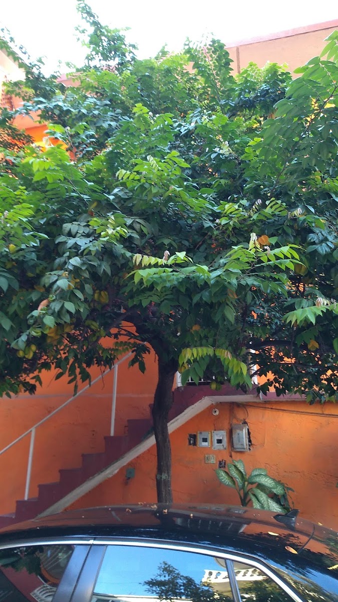 Bungalows Santa Cruz photo 3