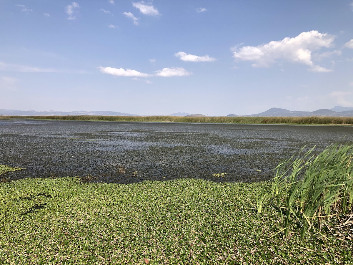 Laguna de Tecocomulco