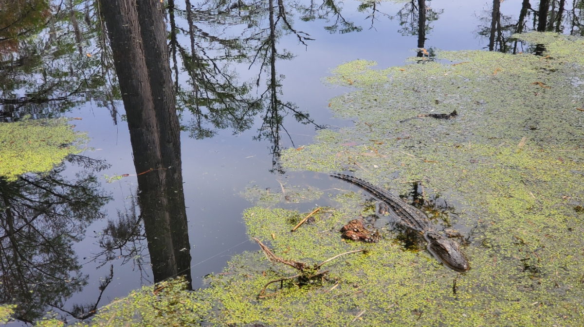 Cypress Gardens